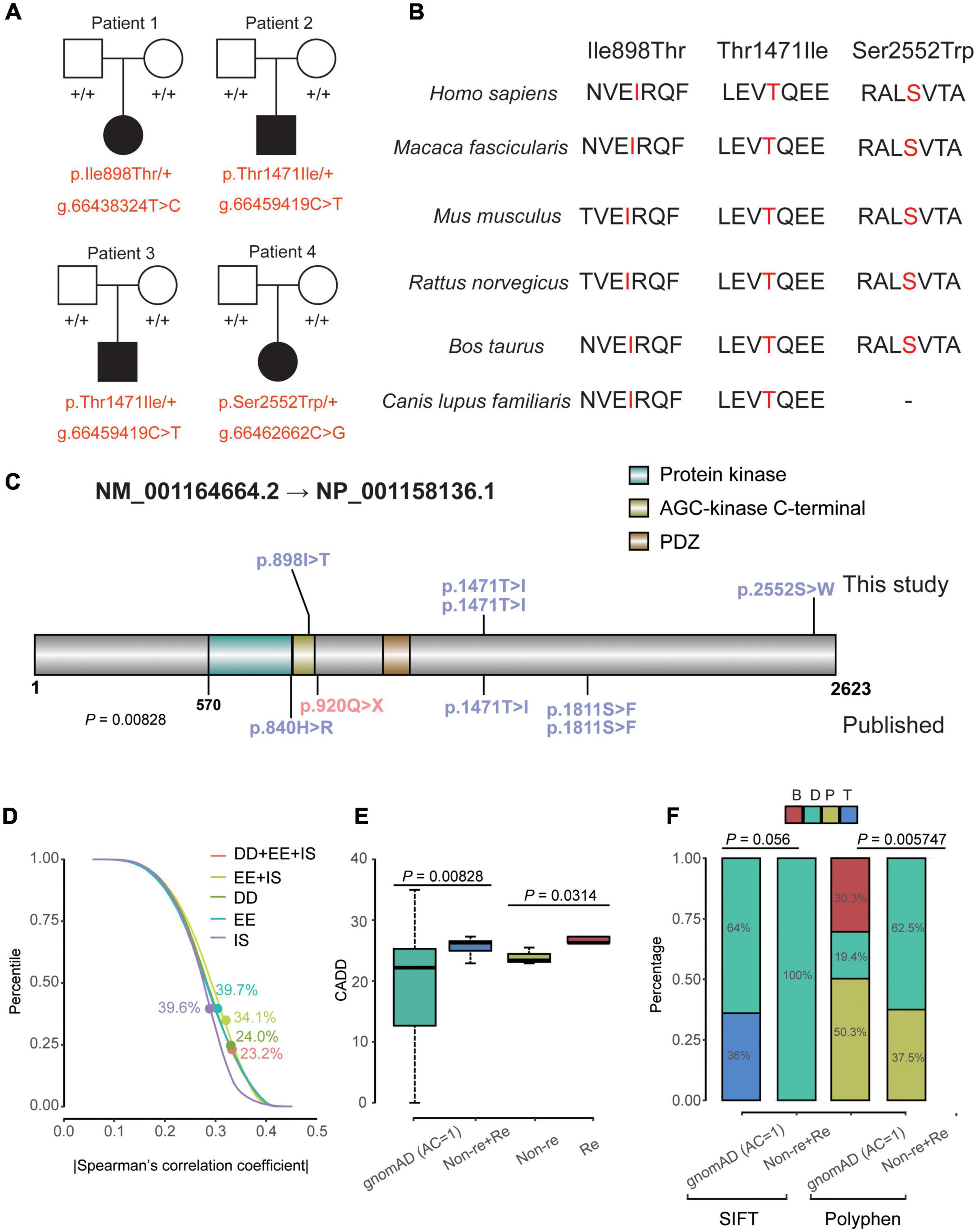 De novo variants in MAST4 related to neurodevelopmental disorders with developmental delay and infantile spasms: Genotype-phenotype association